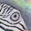 The same close-up of the bird's eye as before, but with zero noise