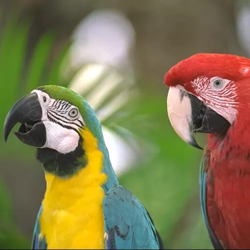 Close-up of two brightly colored birds, with out of focus greenery in background